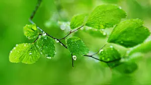 1920x1080 Full HD Nature Wet Green Leaves