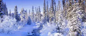 A Snowy Winter Landscape