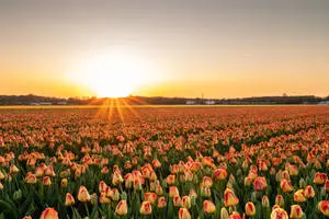 4k Landscape Tulip Sunset Garden