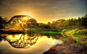 Tree Golden Sunset 4K Ultra HD Landscape