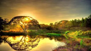 Aesthetic Landscape Gold Sunrise