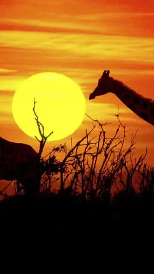 African Native Animals Sun Iphone