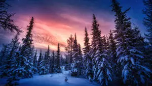 Take in the breathtaking winter views. 