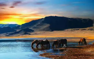 Enjoy the Natural Beauty of This Tranquil Landscape 