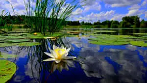 Beautiful Lilies In The Pond 