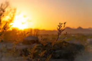 a sunset in the desert with a brush in the background