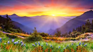 a mountain with flowers