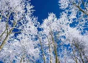 Majestic Snow-Filled Landscape in Mid-Winter