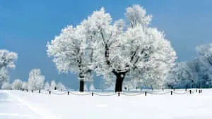 Winter Wonder