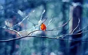 Enjoy The Beauty Of Winter