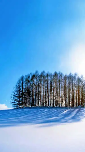 a snow covered hill with trees in the background
