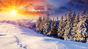 Beautiful Winter Background