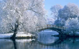 Beautiful Winter Background