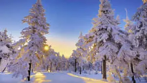 Beautiful Winter Background