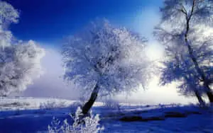 Beautiful Winter Background