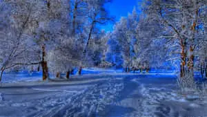 Beautiful Winter Background