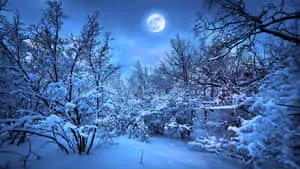 Feel the beauty of winter