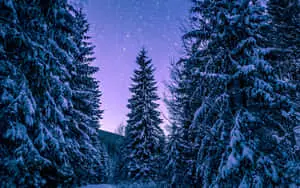 Enjoy winter in its beautiful and snowy glory