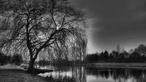 "Ethereal Monochrome Landscape"