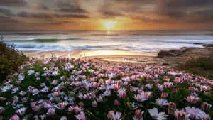 Serene Sunset in Nature