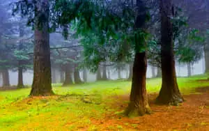 Serene Blissful Landscape