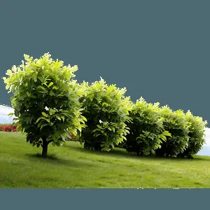 Bushes in Landscape PNG 68