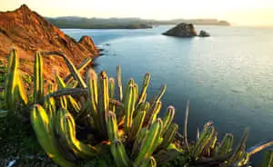 Cactus Tree Sea Sunset Picture