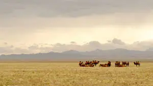 Camels Of The Mongolias