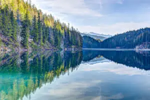 Cool Landscape With A Thriving Forest