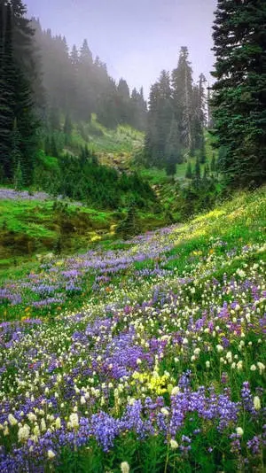 Cottagecore Aesthetic Nature