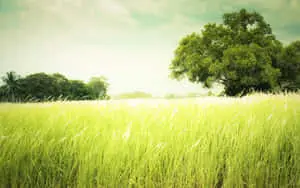 Enjoy the beauty of the countryside