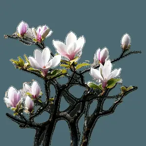 Dreamy Magnolia Landscape PNG yli
