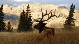 Elk Antler Silhouette