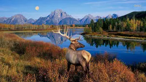 Elk Blue Sky Full Moon