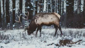 Elk Eating Snow-Covered Snow