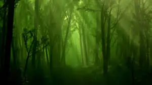 Fantasy Forest Background