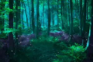 Fantasy Forest Background