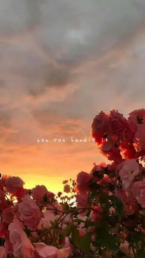 Scenic Sunset Clouds Floral Aesthetic iPhone