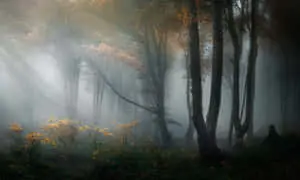 A mysterious foggy landscape that captures the essence of an aesthetic experience. 