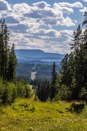 Climb new heights in a fresh forest landscape