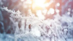 Frosty Winter Landscape