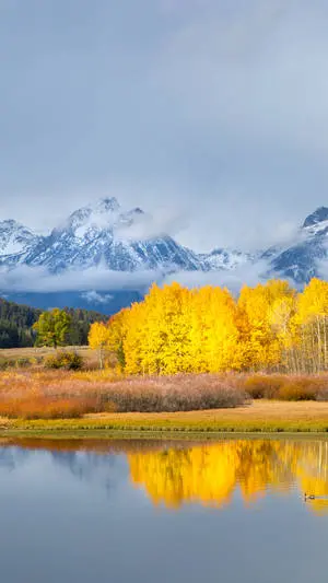 Grand Teton National Park Yellow