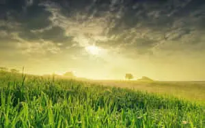 Take in the calming beauty of gratssy nature.
