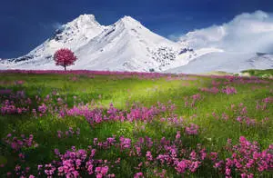 Green Field With Pink Flowers