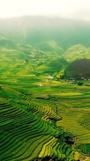 Green Nature Terraces Iphone