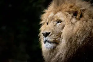 Roaring Lion Portrait