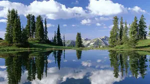 HD Landscape Pine Trees And River