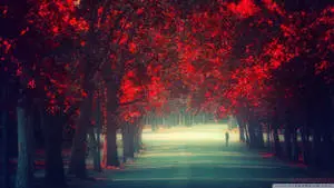 Majestic Red Trees Flanking a Serene Path