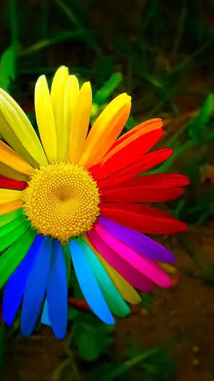 Vibrant Rainbow Daisy Flower