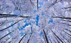 HD Winter Background White Trees Low Angle Shot